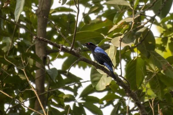 Pájaro Azul Asiático Irena Puella Observado Rongtong Bengala Occidental India — Foto de Stock