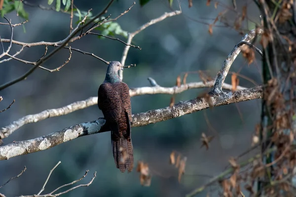 Barred Cuckoo Duif Macropygia Unchall Waargenomen Rongtong West Bengalen India — Stockfoto