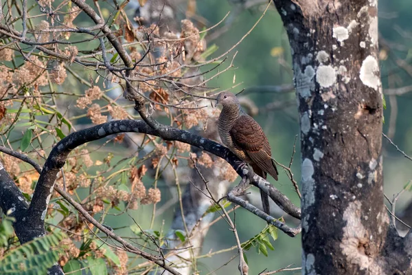 Barred Cuckoo Dove Macropygia Unchall Observed Rongtong West Bengal India — Stock Photo, Image