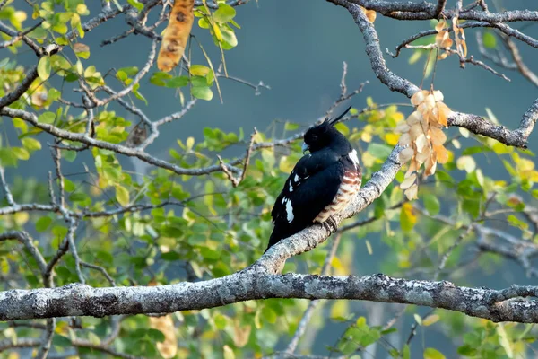 Zwarte Baza Aviceda Leuphotes Een Kleine Roofvogel Waargenomen Rongtong West — Stockfoto