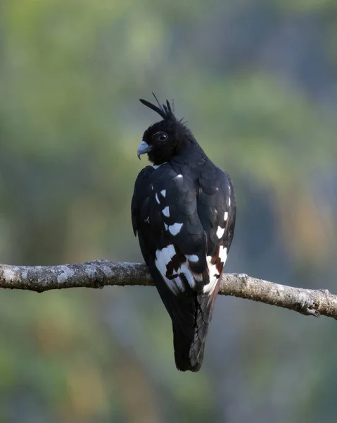 Черная База Aviceda Leuphotes Маленькая Хищная Птица Наблюдаемая Жонгтонге Западной — стоковое фото