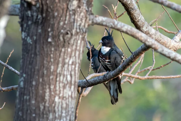 Batı Bengal, Hindistan 'da Rongtong' da küçük bir yırtıcı kuş olan Kara Baza (Aviceda leuphotes) gözlemlenmiştir.