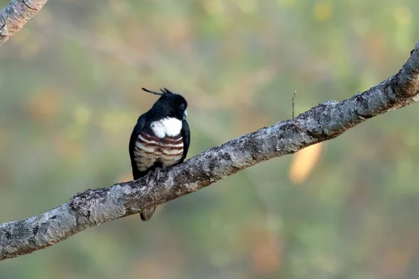 Zwarte Baza Aviceda Leuphotes Een Kleine Roofvogel Waargenomen Rongtong West — Stockfoto