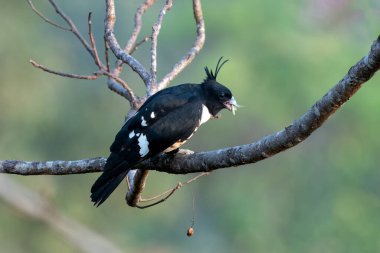 Batı Bengal, Hindistan 'da Rongtong' da küçük bir yırtıcı kuş olan Kara Baza (Aviceda leuphotes) gözlemlenmiştir.