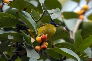 Batı Bengal, Rongtong 'da siyah ibikli bülten (Rubigula flaviventris) gözlemlendi.