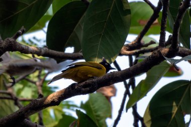 Batı Bengal, Rongtong 'da siyah ibikli bülten (Rubigula flaviventris) gözlemlendi.