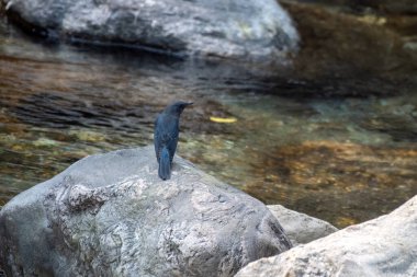 Batı Bengal, Hindistan 'da Rongtong' da mavi kaya ardıcı (Monticola solitarius) gözlemlendi.