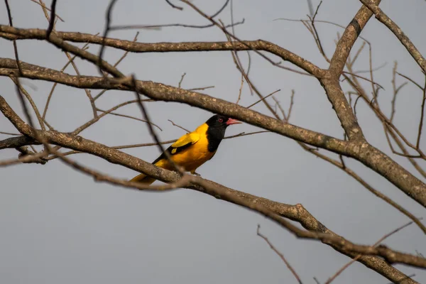 Batı Bengal, Hindistan 'da Rongtong' da siyah başlıklı oriole (Oriolus xanthornus) gözlemlendi