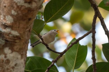 Mavi kanatlı minla (Actinodura siyanouroptera), ayrıca Batı Bengal, Hindistan 'da Rongtong' da gözlemlenen mavi kanatlı siva olarak da bilinir.