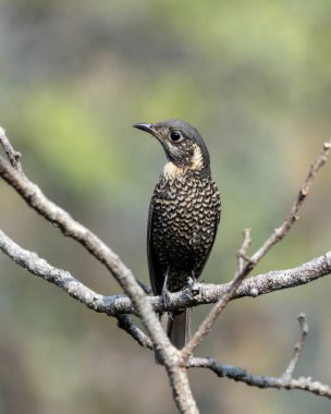 Batı Bengal, Hindistan 'da Rongtong' da kestane rengi kaya ardıcı (Monticola rufiventris) gözlemlendi.