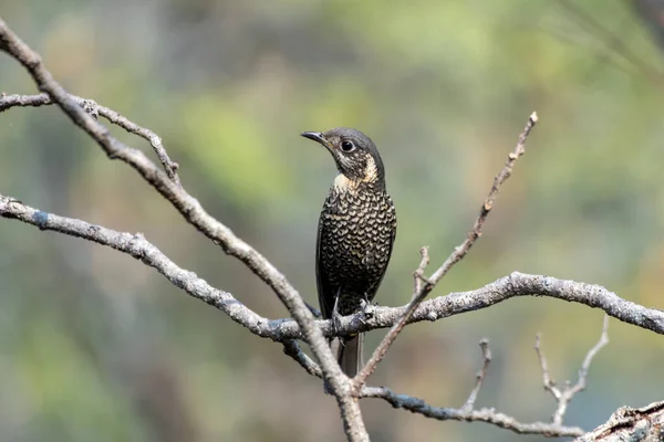 Batı Bengal, Hindistan 'da Rongtong' da kestane rengi kaya ardıcı (Monticola rufiventris) gözlemlendi.