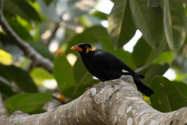 Common Hill Myna Gracula Religiosa Observed Rongtong West Bengal India — Stock Photo, Image