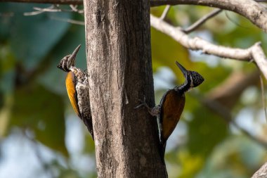 Daha büyük alev geri (Chrysocolaptes guttacristatus) ayrıca daha büyük altın sırtlı ağaçkakan olarak da bilinir, Batı Bengal, Hindistan 'da Rongtong' da gözlemlenmiştir.