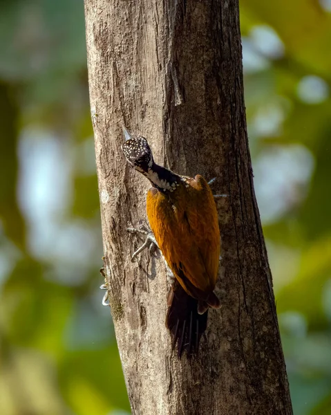 Maggiore Ritorno Fiamma Chrysocolaptes Guttacristatus Noto Anche Come Dorso Oro — Foto Stock