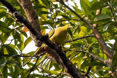 Batı Bengal, Hindistan 'da Rongtong' da iğne kuyruklu yeşil güvercin (Treron apicauda) gözlemlendi.