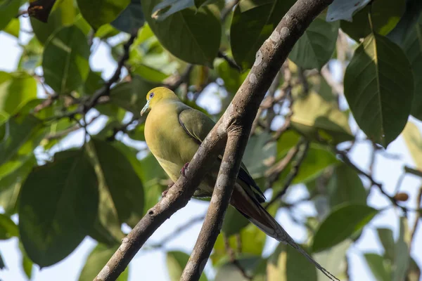 Pigeon Vert Queue Épine Treron Apicauda Observé Rongtong Dans Ouest — Photo