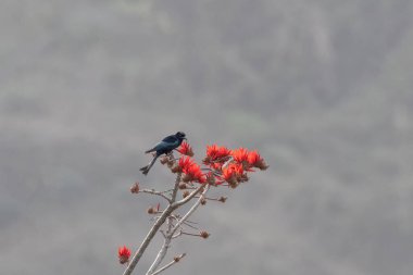 Batı Bengal, Hindistan 'da Rongtong' da saç ibikli drongo (Dicrurus hottentottus) gözlemlendi.
