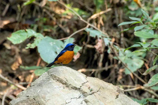 Hindistan 'ın Batı Bengal kenti Rongtong' da Rufous-belly niltava (Niltava sundara) gözlemlendi.