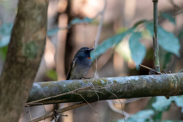 Male rufous-gorgeted flycatcher (Ficedula strophiata) observed in Rongtong in West Bengal, India