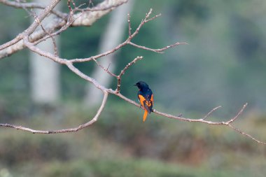 Batı Bengal, Hindistan 'da Rongtong' da gözlemlenen Scarlet minivet (Pericrocotus speciosus)