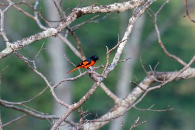 Batı Bengal, Hindistan 'da Rongtong' da gözlemlenen Scarlet minivet (Pericrocotus speciosus)