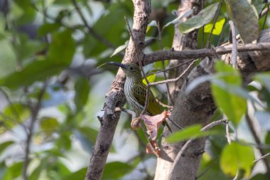 Çizgili örümcek avcısı (Araknothera magna) Batı Bengal, Hindistan 'da Rongtong' da gözlemlendi.