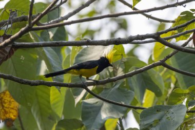 Sultan tit (Melanochlora sultanea) observed in Rongtong in West Bengal, India