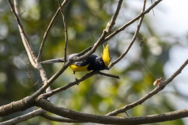 Sultan tit (Melanochlora sultanea) observed in Rongtong in West Bengal, India