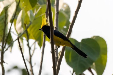 Sultan tit (Melanochlora sultanea) observed in Rongtong in West Bengal, India