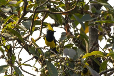 Sultan tit (Melanochlora sultanea) observed in Rongtong in West Bengal, India