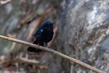 Beyaz kuyruklu bülbül (Myiomela leucura), Muscicapidae familyasından bir kuş kapanı, Batı Bengal, Hindistan 'da Rongtong' da gözlemlenmiştir.
