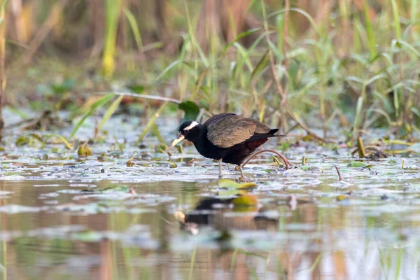 Bronz kanatlı Jacana Metopidius indicus Batı Bengal, Hindistan 'da Gajoldaba' da gözlemlendi.