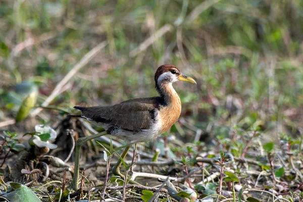 Bronz kanatlı Jacana Metopidius indicus Batı Bengal, Hindistan 'da Gajoldaba' da gözlemlendi.
