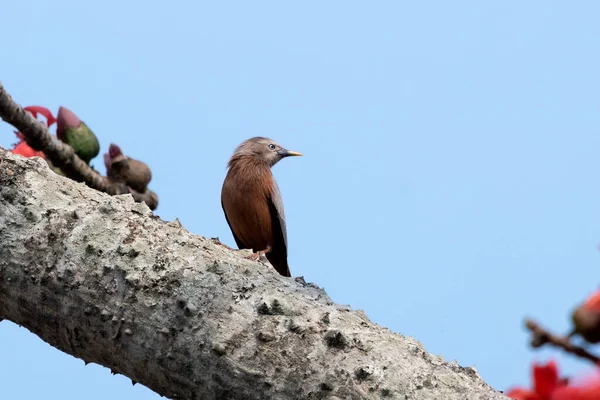 Kestane kuyruklu sığırcık Sturnia malabarica, aynı zamanda gri başlı sığırcık ve gri başlı Myna olarak da bilinir Batı Bengal, Hindistan 'da Gajoldaba' da gözlemlendi.