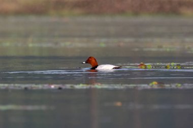 Hindistan, Batı Bengal 'de Gajoldaba' da gözlenen orta büyüklükte bir ördek.