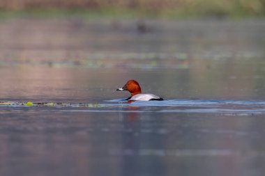 Hindistan, Batı Bengal 'de Gajoldaba' da gözlenen orta büyüklükte bir ördek.