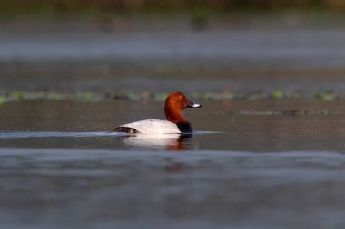 Hindistan, Batı Bengal 'de Gajoldaba' da gözlenen orta büyüklükte bir ördek.