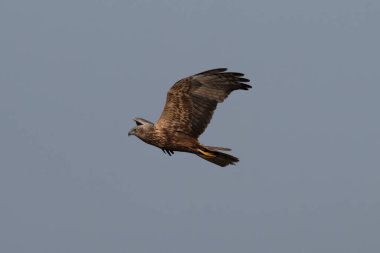 Batı Bengal, Hindistan 'da Gajoldaba' da Doğu bataklık sirki görüldü.