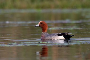 Batı Bengal, Hindistan 'da Gajoldaba' da, Avrasya wigeon (Mareca penelope) olarak da bilinir.