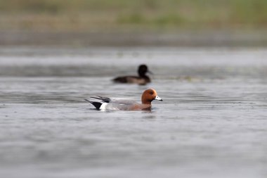 Batı Bengal, Hindistan 'da Gajoldaba' da, Avrasya wigeon (Mareca penelope) olarak da bilinir.