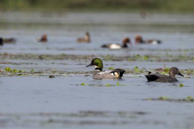 Batı Bengal, Hindistan 'da Gajoldaba' da sahte ördek veya sahte deniz mavisi (Mareca falcata) gözlemlendi.