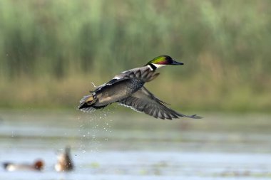Batı Bengal, Hindistan 'da Gajoldaba' da sahte ördek veya sahte deniz mavisi (Mareca falcata) gözlemlendi.