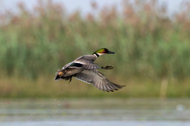 Batı Bengal, Hindistan 'da Gajoldaba' da sahte ördek veya sahte deniz mavisi (Mareca falcata) gözlemlendi.