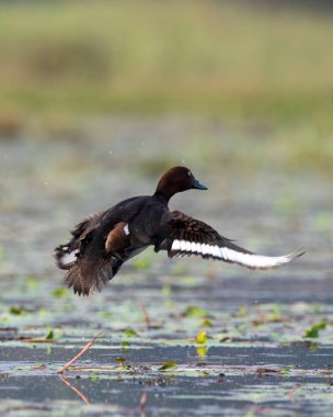 Ferruginous ördeği (Aythya nyroca), Hindistan 'ın Batı Bengal kentinde Gajoldaba' da yaygın beyaz göz veya beyaz gözlü pochard olarak da bilinir.
