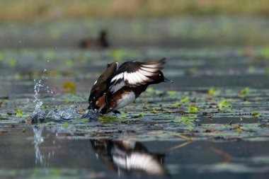 Ferruginous duck Aythya nyroca, bilinen adıyla ferruginous pochard, yaygın beyaz göz veya beyaz gözlü pochard Batı Bengal, Hindistan 'da Gajoldaba' da gözlemlenmiştir.