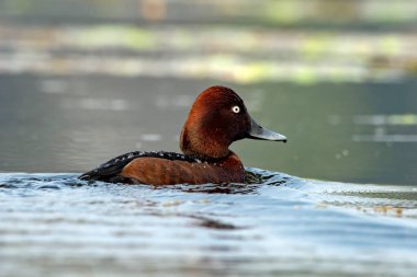 Ferruginous duck Aythya nyroca, bilinen adıyla ferruginous pochard, yaygın beyaz göz veya beyaz gözlü pochard Batı Bengal, Hindistan 'da Gajoldaba' da gözlemlenmiştir.