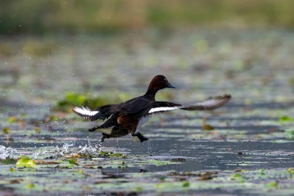 stock image Ferruginous duck (Aythya nyroca), also known as ferruginous pochard, common white-eye or white-eyed pochard observed in Gajoldaba in West Bengal, India