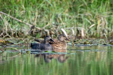 Gadwall ya da Mareca strepera, Hindistan 'ın Batı Bengal kentindeki Gajoldaba' da gözlemlenen yaygın ve yaygın bir amatör ördek.