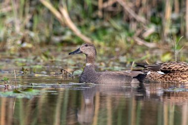 Gadwall ya da Mareca strepera, Hindistan 'ın Batı Bengal kentindeki Gajoldaba' da gözlemlenen yaygın ve yaygın bir amatör ördek.