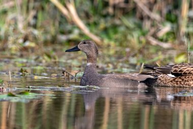 Gadwall ya da Mareca strepera, Hindistan 'ın Batı Bengal kentindeki Gajoldaba' da gözlemlenen yaygın ve yaygın bir amatör ördek.